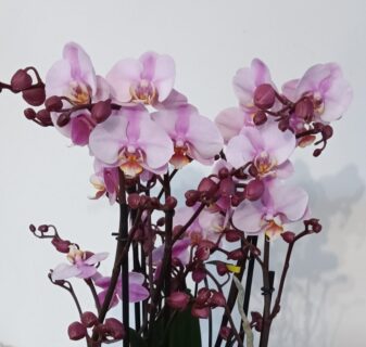 Symbolbild zum Artikel. Der Link öffnet das Bild in einer großen Anzeige.